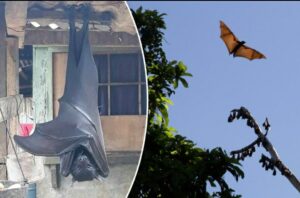 A Human Sized Bat Sets Internet On Fire